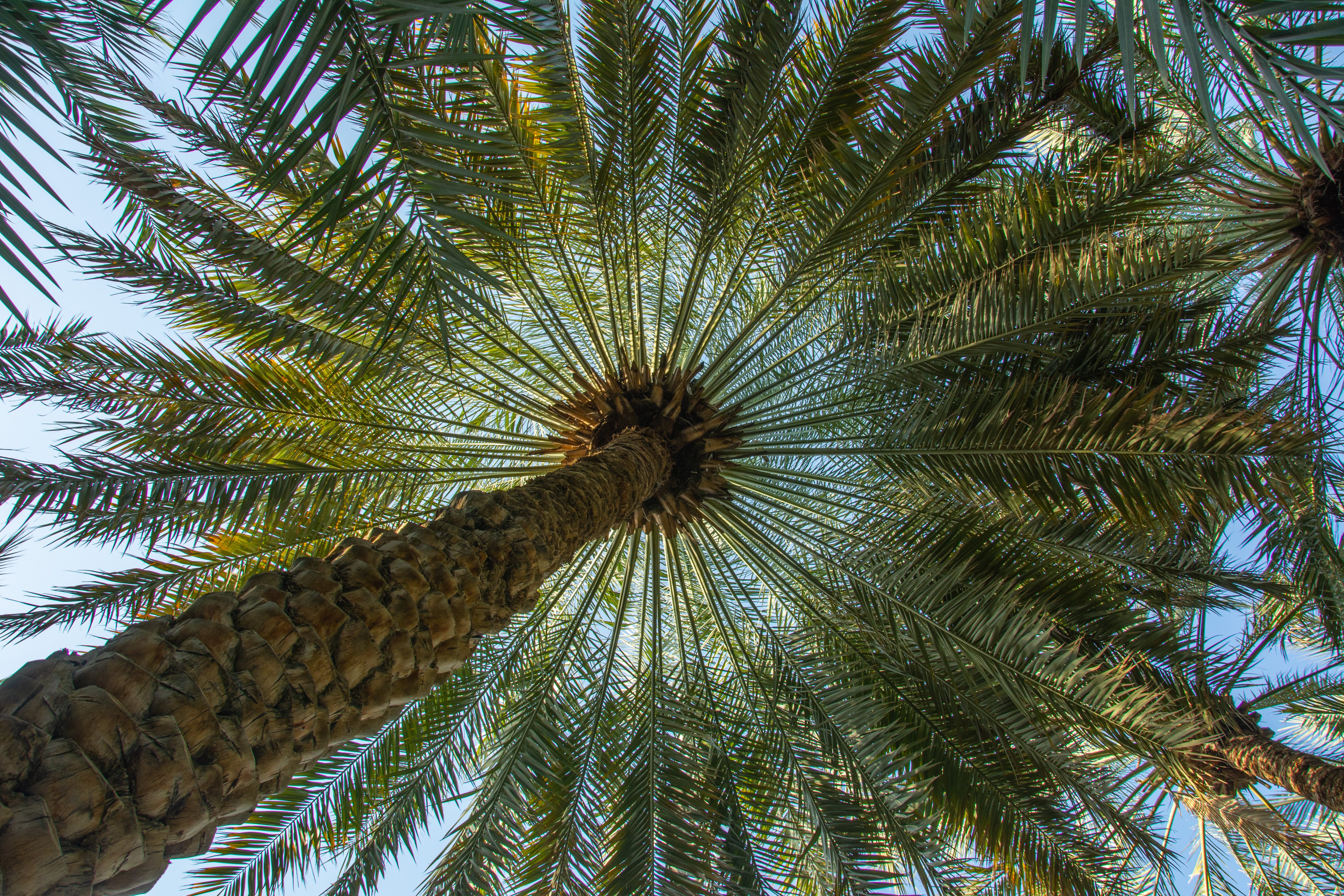 Islamic Sustainable Finance